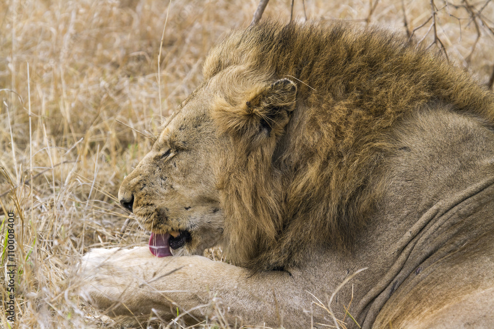 Naklejka premium Lion in Kruger National park