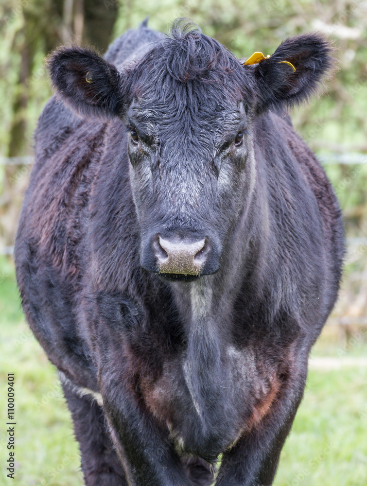 Fototapeta premium not taking my eyes off you