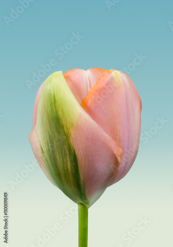 Fototapeta Naklejka Na Ścianę i Meble -  beautiful tulip on blue white gradient background