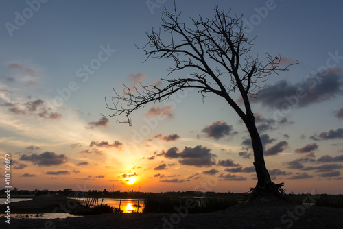 dead tree at sunset © amnards