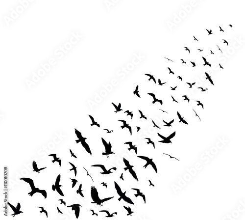 Bird wedge silhouettes on white background. Vector illustration