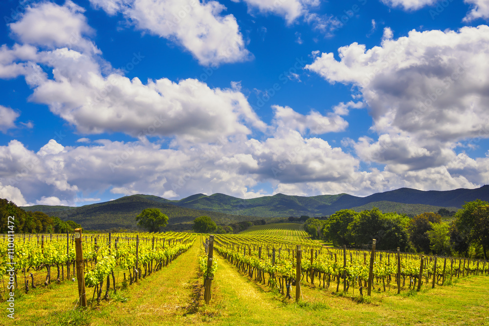 Bolgheri vineyard and hills. Maremma Tuscany, Italy