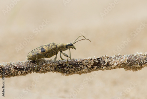 Foto Rhagium inquisitor beetle on the branch