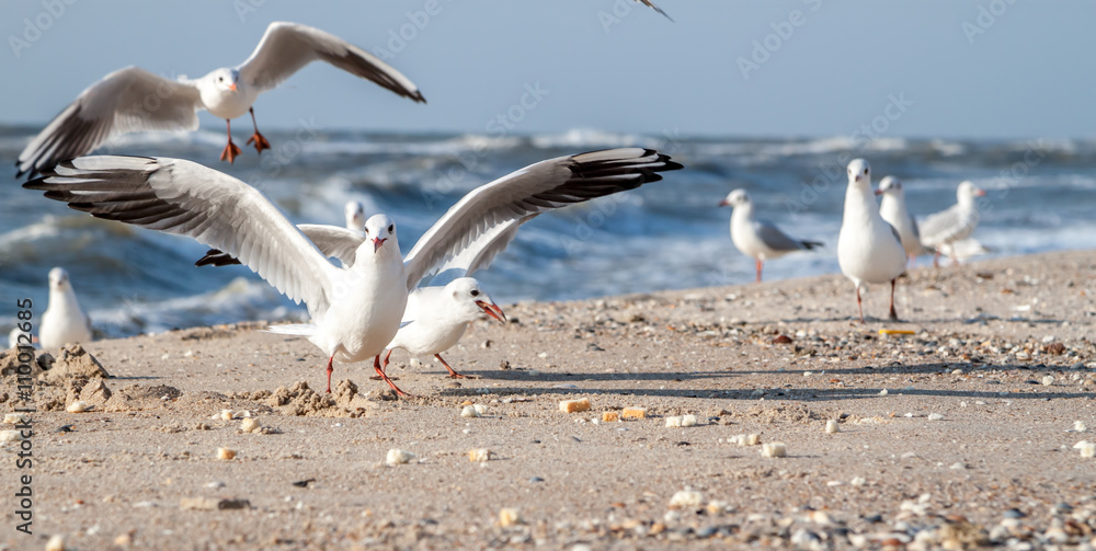 Fototapeta premium sea gulls eating bread
