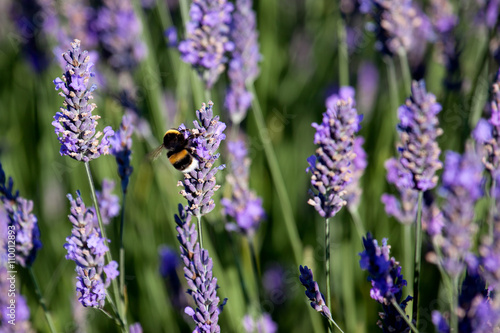 Bumble Bee on Lavender photo