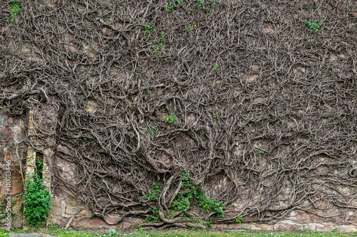 Bare branches and roots of a giant creeper