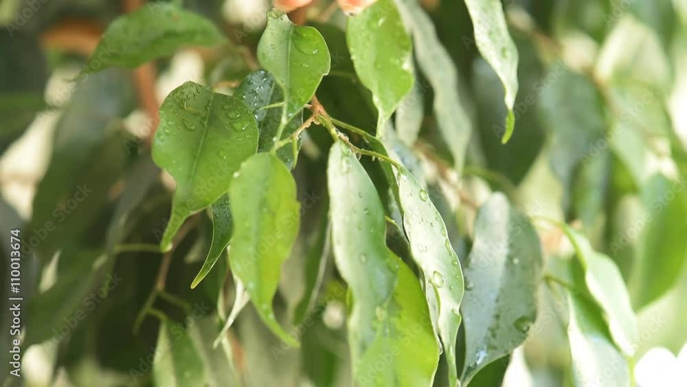 Woman watering flowers with a spray