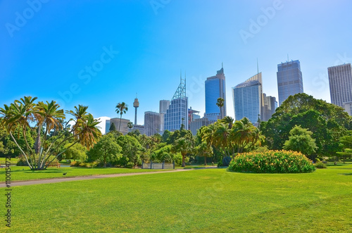 Fototapeta Naklejka Na Ścianę i Meble -   View of Sydney skyline from Royal Botanic Gardens
