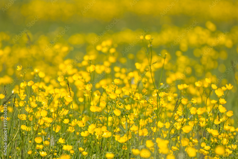 Blumenwiese