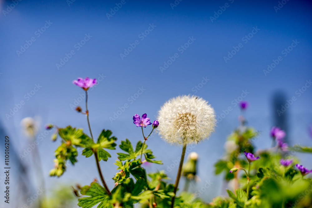 White fluffy dandelions, natural green blurred spring background White fluffy dandelions, natural green blurred spring background