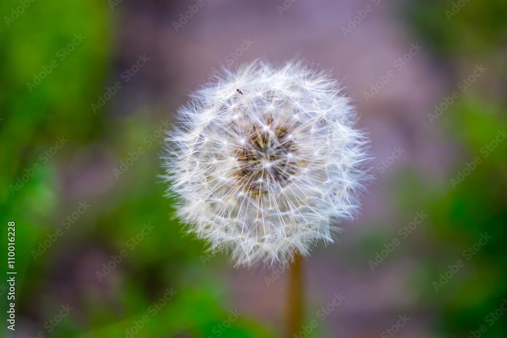 White fluffy dandelions, natural green blurred spring background