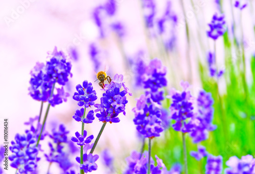Fototapeta Naklejka Na Ścianę i Meble -  A honeybee flying in the lavender farm in summer