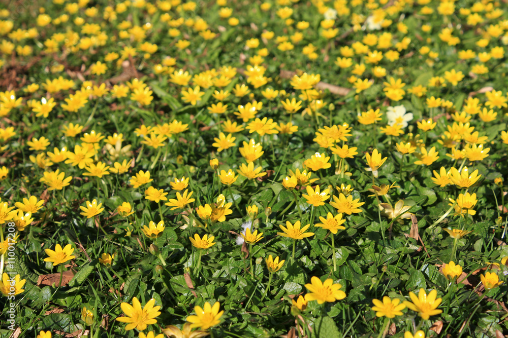 Lesser Celandines Lesser Celandines