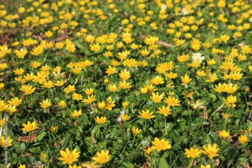 Lesser Celandines