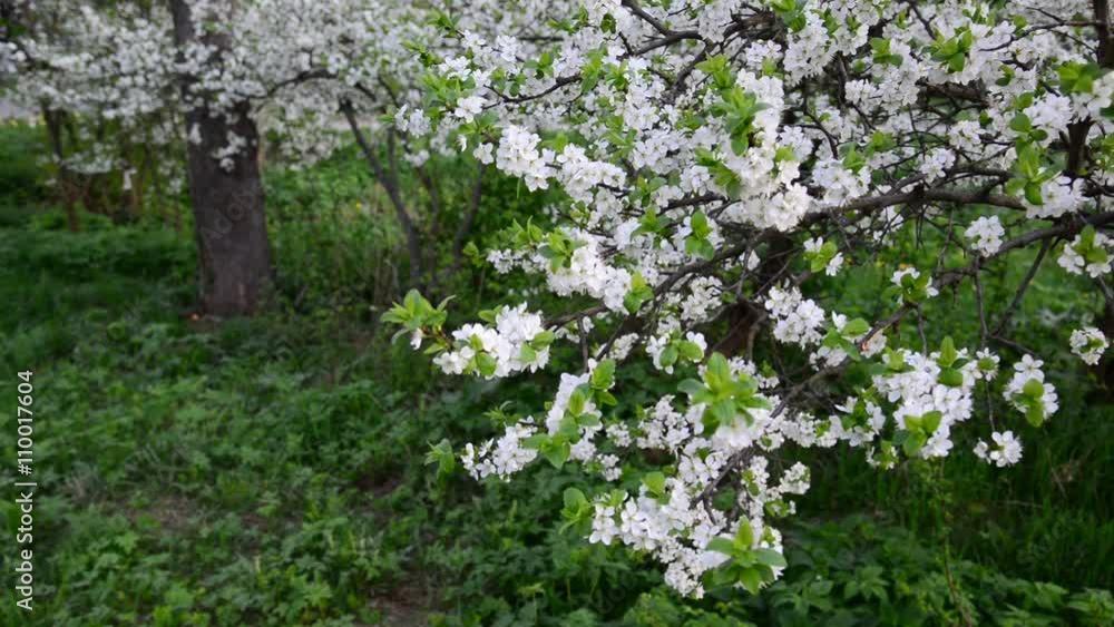 Flowering plum trees in park at springtime Flowering plum trees in park at springtime