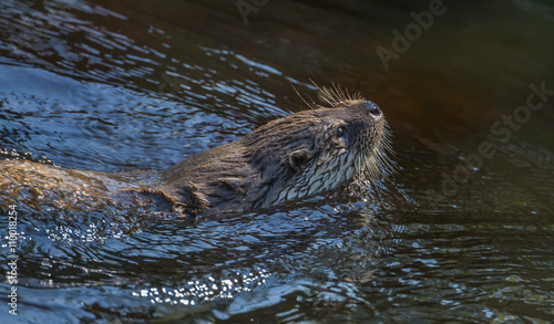 otter - Lutra lutra in water