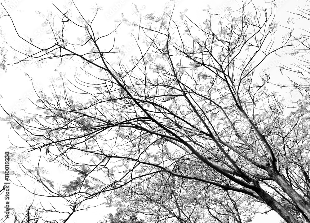 Obraz premium tree branches on the white background