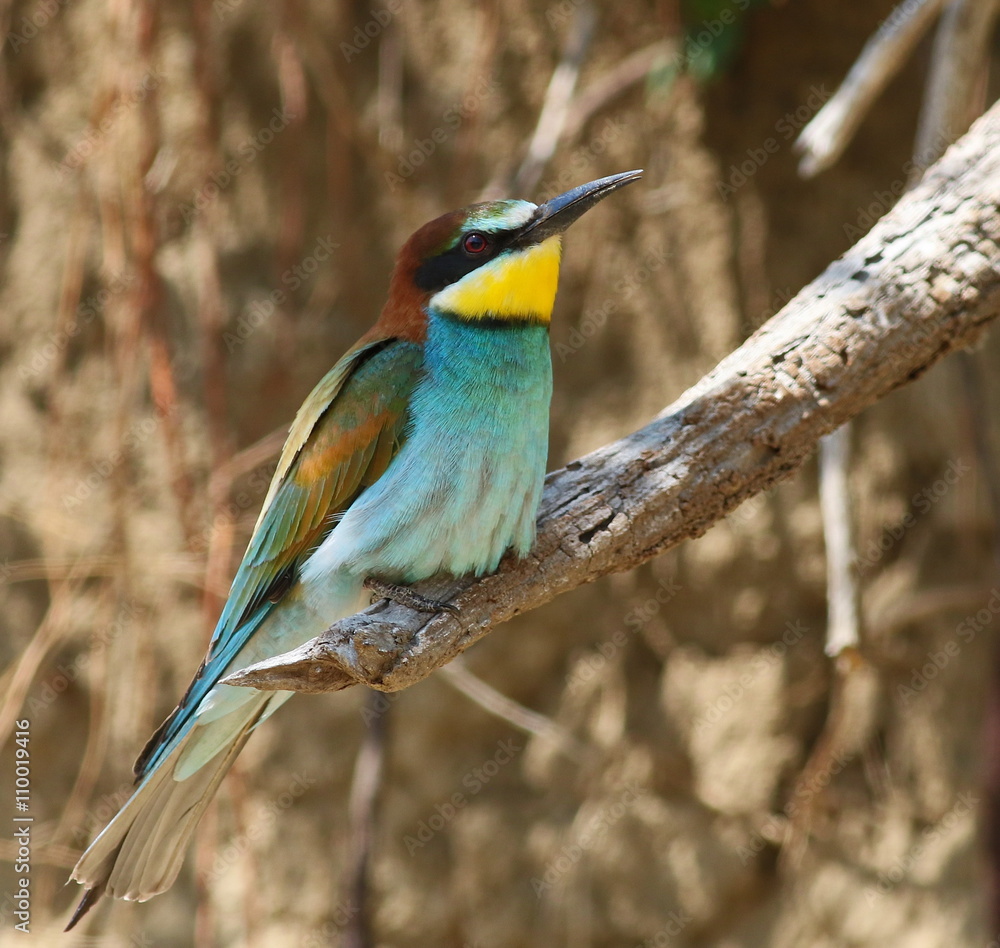 European bee-eater, Merops apiaster European bee-eater, Merops apiaster