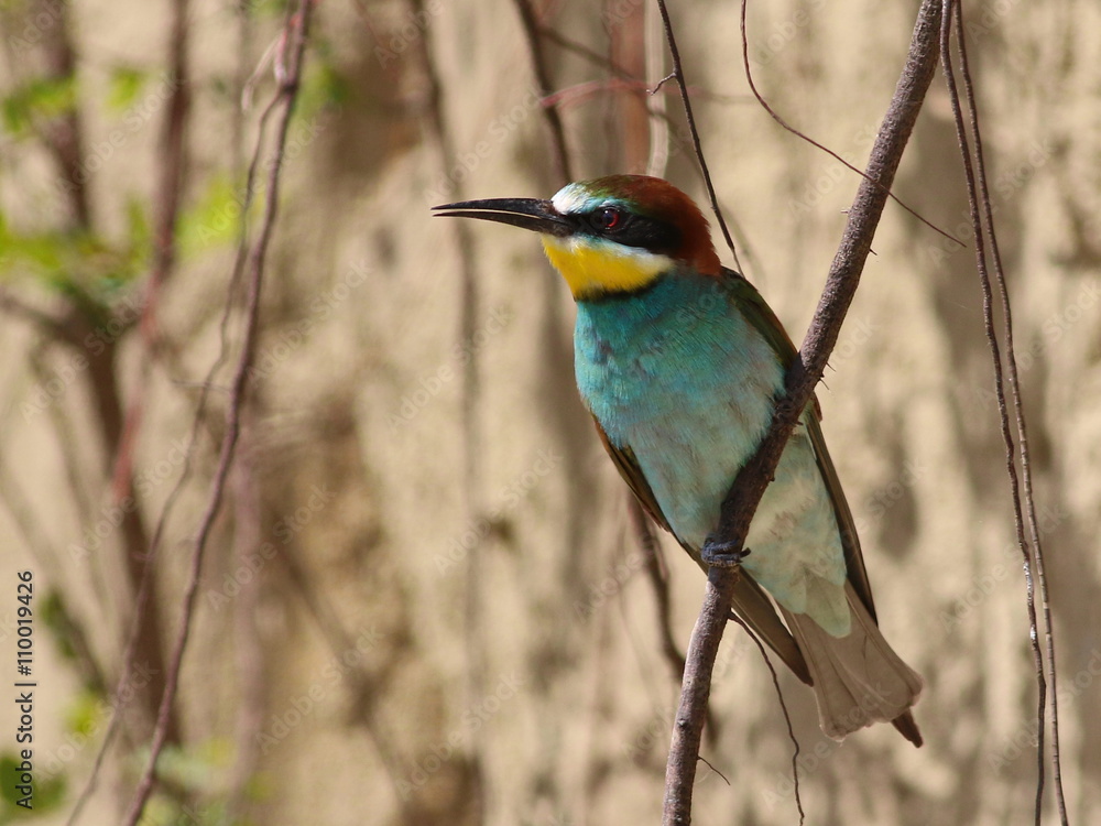 European bee-eater, Merops apiaster European bee-eater, Merops apiaster