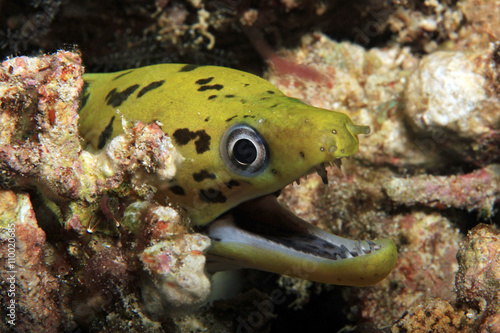 Close-up of a Fimbriated Moray (Gymnothorax Fimbriatus, aka Darkspotted Moray, Spot-face Moray) with Open Mouth. Mansuar, Raja Ampat, Indonesia photo