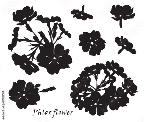 Set of flowers phlox with leafs. Black silhouette on white background