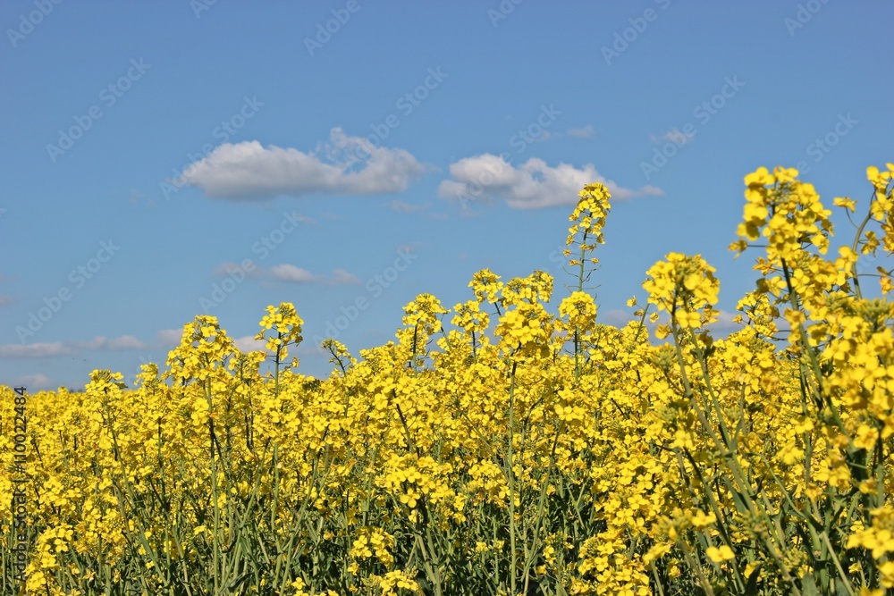 Blühendes Rapsfeld vor blauem Himmel mit weißen Wolken
Blühendes Rapsfeld vor blauem Himmel mit weißen Wolken