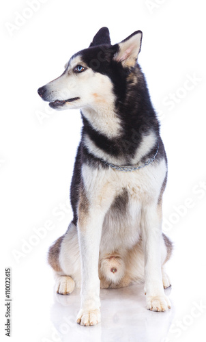 Siberian husky in studio