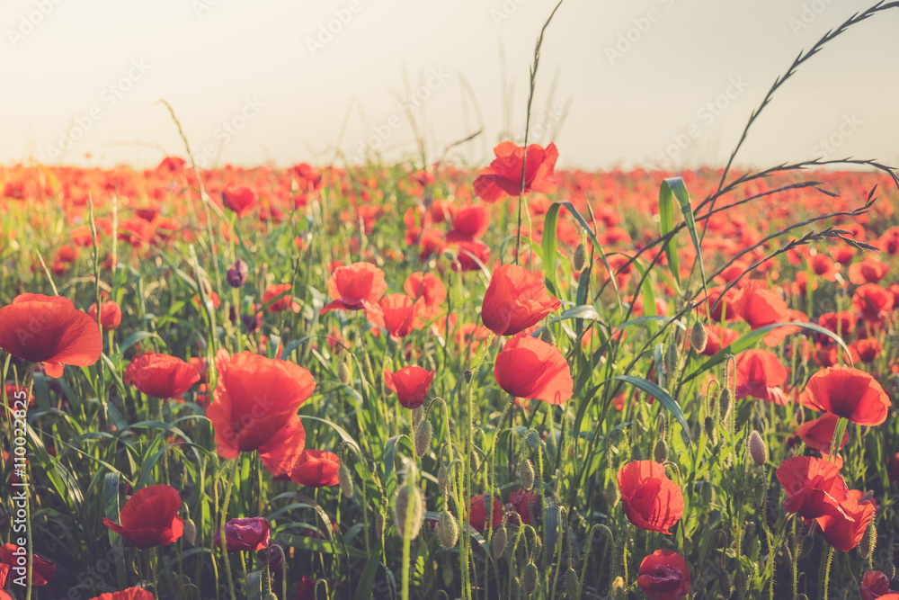 Obraz premium Poppies field