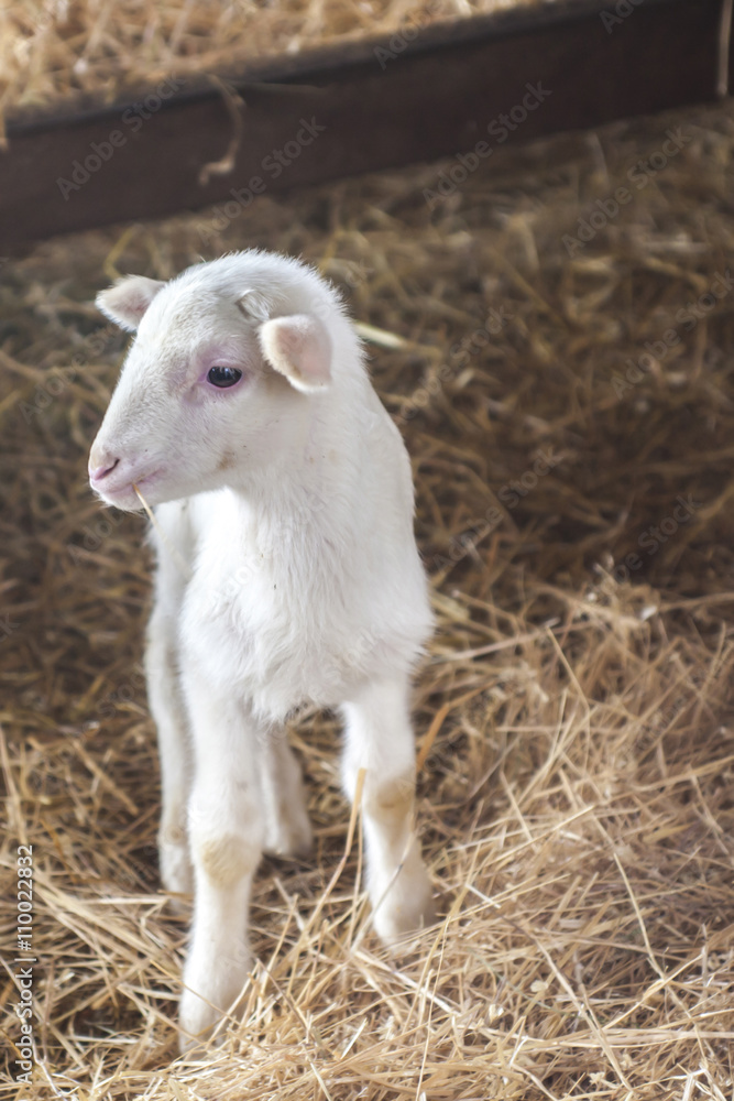 Young cute lamb standing in the hay in a farm Young cute lamb standing in the hay in a farm
