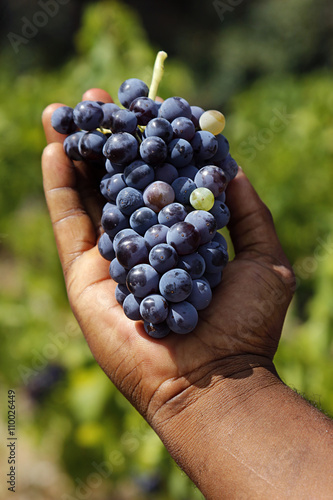 Grapes harvest