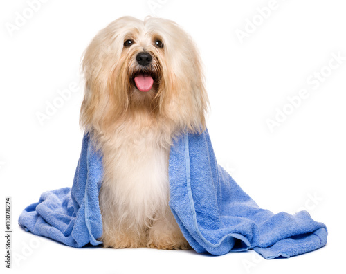 Fototapeta Naklejka Na Ścianę i Meble -  Beautiful bathed reddish havanese dog wrapped in a blue towel