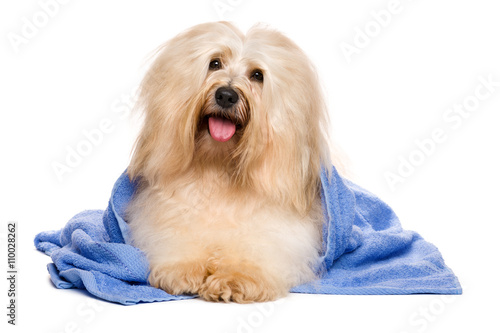 Fototapeta Naklejka Na Ścianę i Meble -  Beautiful reddish havanese dog after bath lying in a blue towel