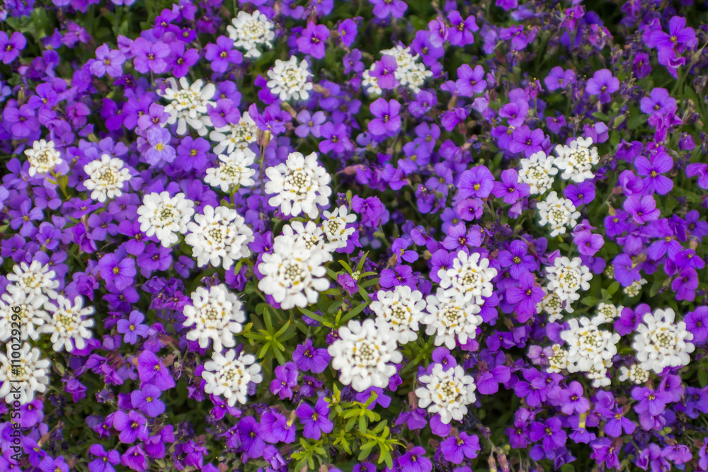 Purple and white flowers blossom on springtime texture, backgrou Purple and white flowers blossom on springtime texture, backgrou