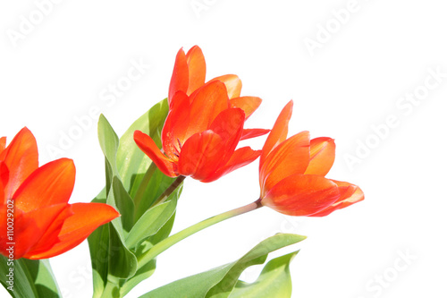 Orange tulip isolated on white background © kazakovmaksim