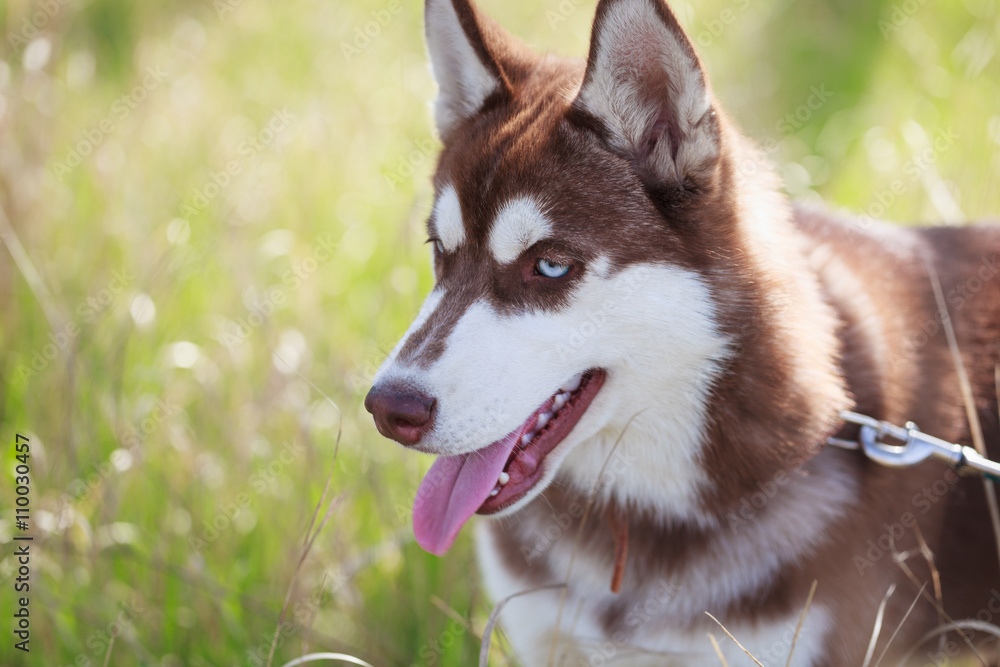 Siberian Husky Puppy Beautiful Blue Eyes Stock Photo 398372632