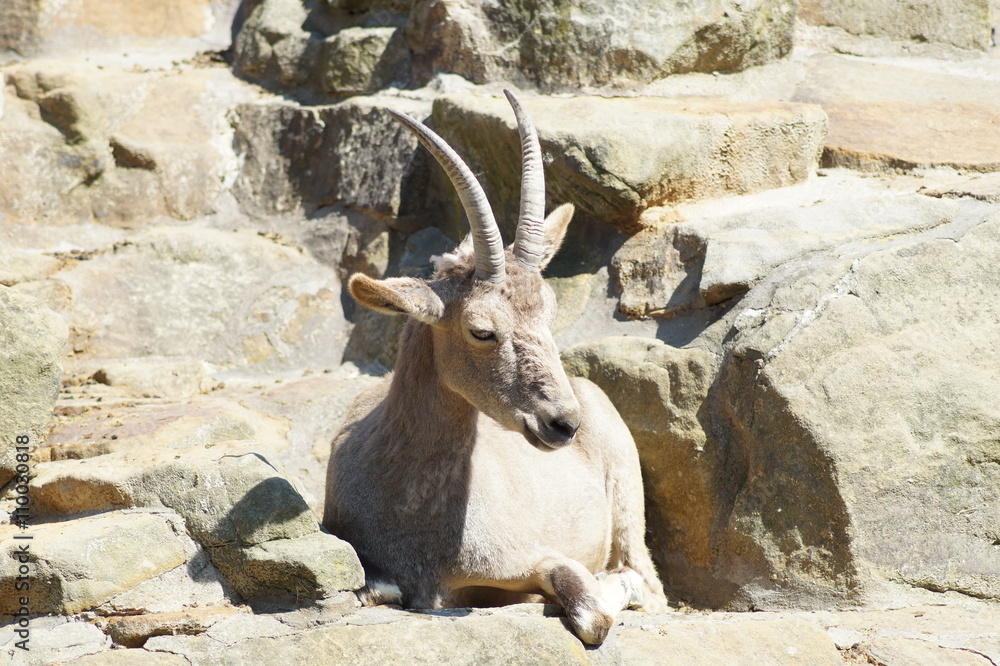Steinbock Steinbock