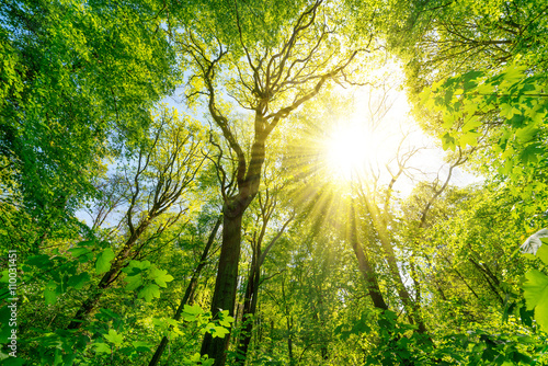 Sonne scheint durch die Baumkronen im Wald