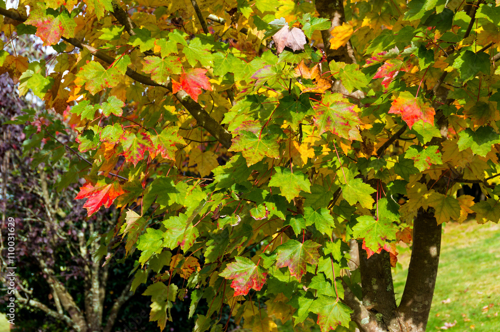 Autumn maple leaves texture. Yellow and green foliage of early fall season background, wallpaper