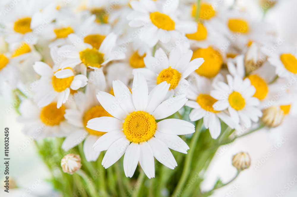 beautiful chamomile daisy flower bouquet beautiful chamomile daisy flower bouquet