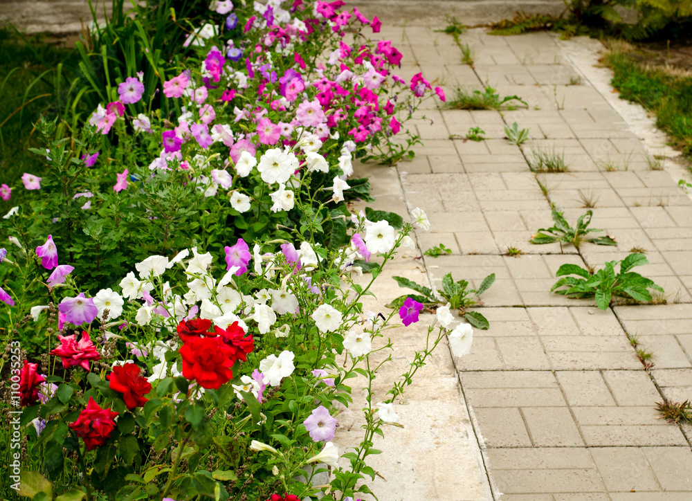 Stone path in the garden flanked with colorful flowers