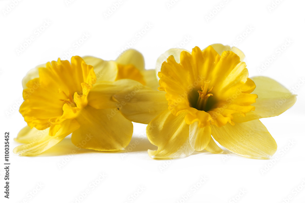 Two yellow narcissus isolated Two yellow narcissus isolated