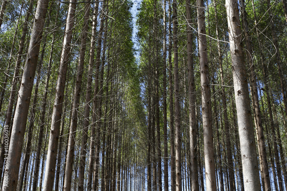 Eucalyptus plantation Eucalyptus plantation