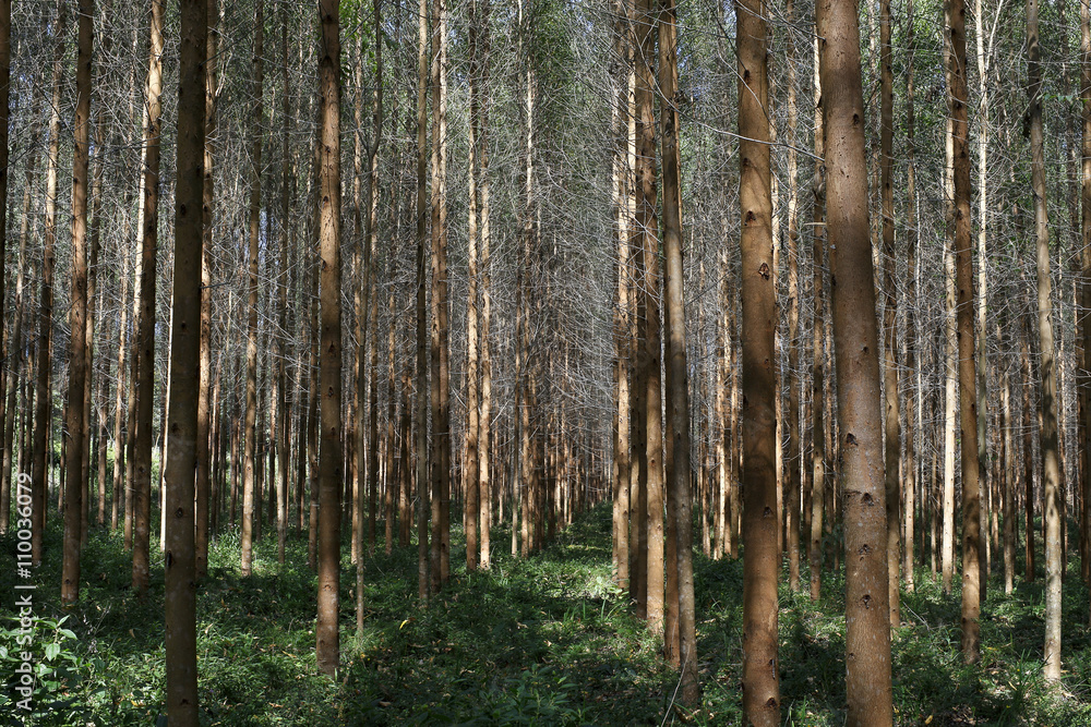 Obraz premium Eucalyptus plantation
