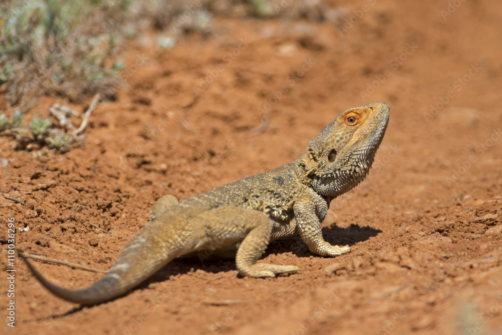 Central Bearded Dragon (Pogona vitticeps) Broken Hill, New South Wales, Australia Central Bearded Dragon (Pogona vitticeps) Broken Hill, New South Wales, Australia
