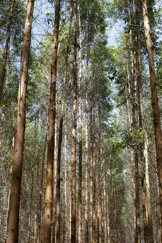 Obraz premium Eucalyptus plantation