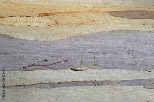 Colours in the bark of Australian eucalyptus trees, Maldon, Victoria, Australia  photo