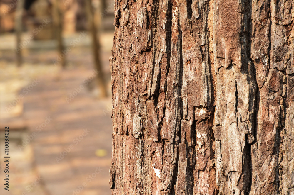 tree trunk close up, pathway background tree trunk close up, pathway background