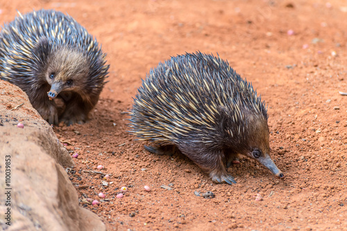 Tableau sur toile Short-beaked Echidnas
