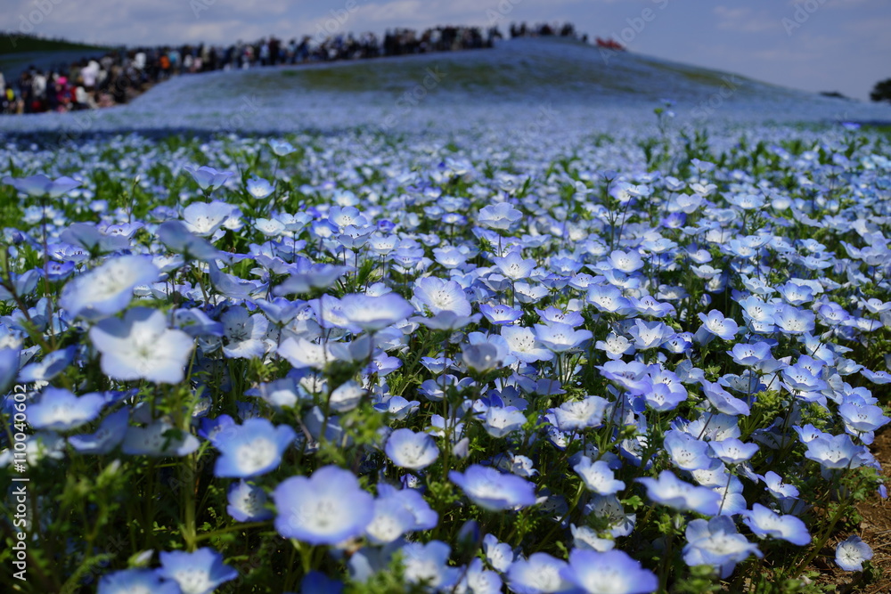 ネモフィラの丘　青い花　満開