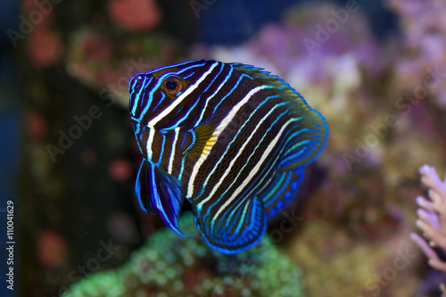 Blue faced angelfish, Pomacanthus xanthometopon, juvenile colors but starting to change into adult coloring photo